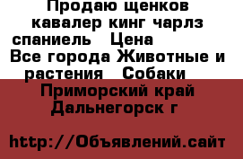 Продаю щенков кавалер кинг чарлз спаниель › Цена ­ 40 000 - Все города Животные и растения » Собаки   . Приморский край,Дальнегорск г.